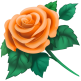 Orange Rose