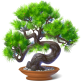 Bonsai Tree