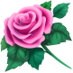 Pink Rose