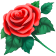 Red Rose