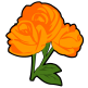 Ooh Orange Rose