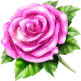 Extreme Pink Rose