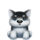 Husky Puppy