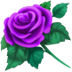 Purple Rose